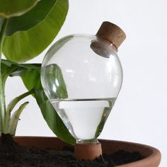 Apostrophic Glass Plant