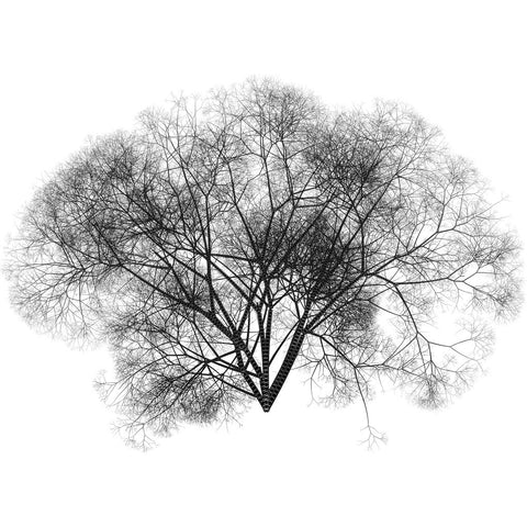 Arborescent Paper Paper