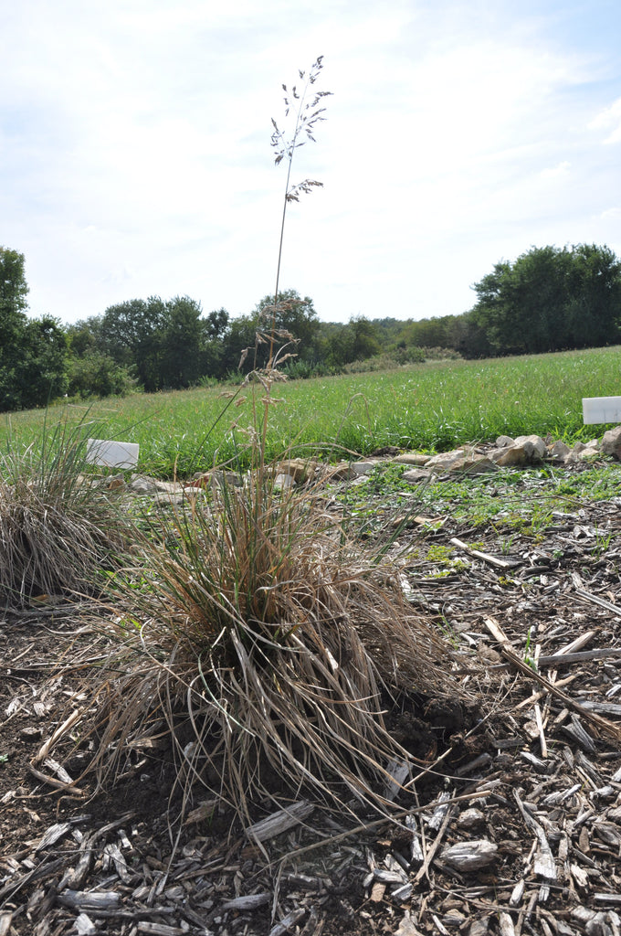 Caespitose Vinyl Wire