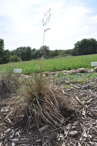 Caespitose Vinyl Wire