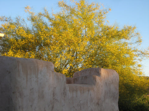 Aculeate Granite Staples