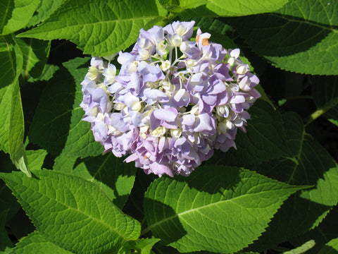 Bloomed Aluminum Shirt