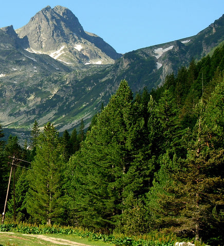 Macedonian Pine iPod