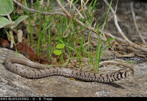 Balkan Glass Picture
