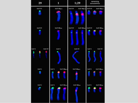 Acrocentric Platinum iPad